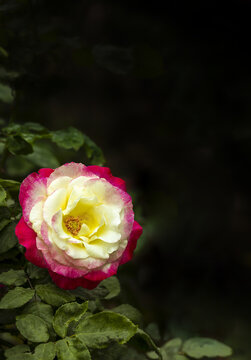 丰花月季红色白黄芯单枝