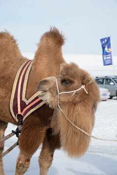 雪地中的骆驼