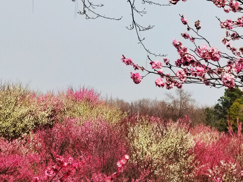 烟花三月下扬州