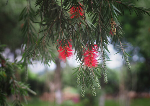 绿树红花