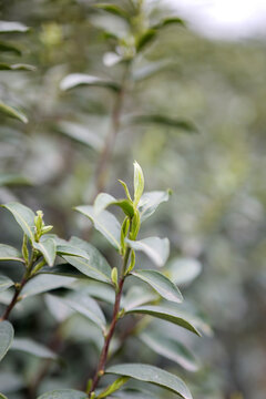 茶叶茶芽芽头