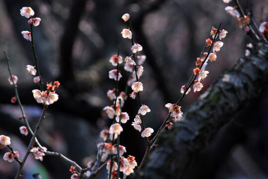 梅花