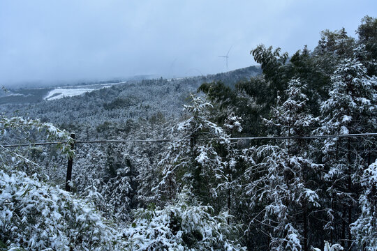 下雪的南方林场