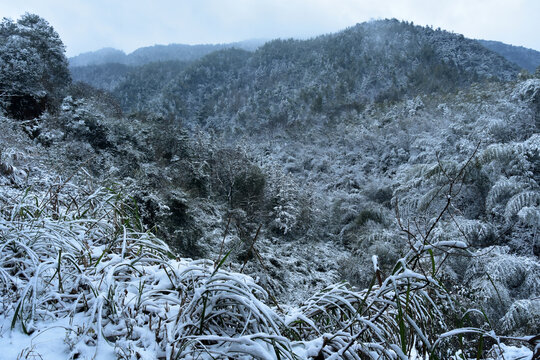 下雪的南方林场