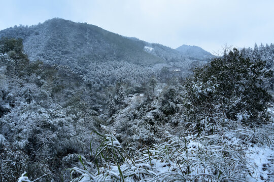 下雪的南方林场