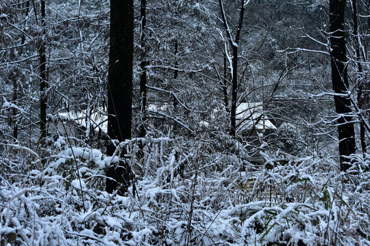 下雪的南方林场