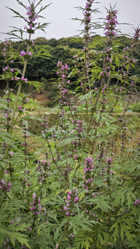 艾草开花