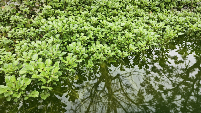 西洋菜种植