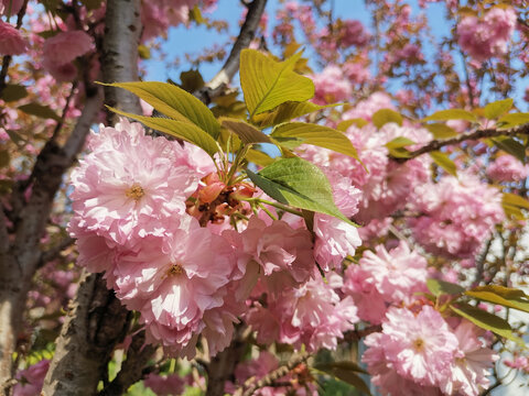 樱花