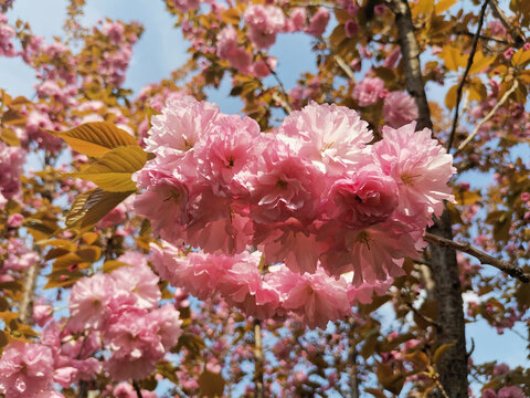 樱花