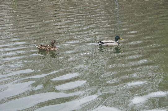 水中野鸭