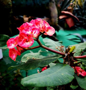 铁海棠花朵