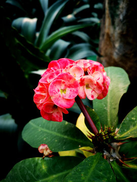 铁海棠花
