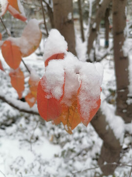 红叶白雪
