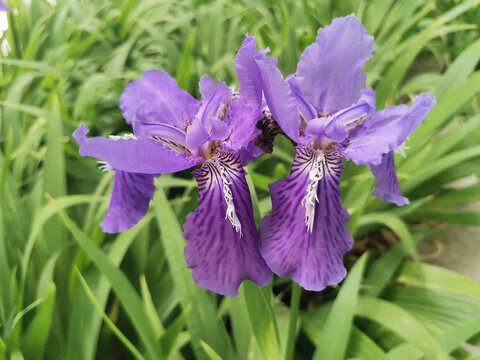 鸢尾花