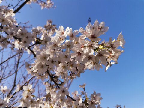 樱花