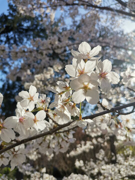 白樱花