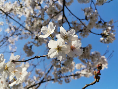 樱花