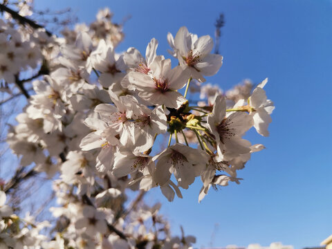 樱花