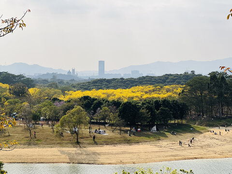 东莞松山湖黄花风铃木