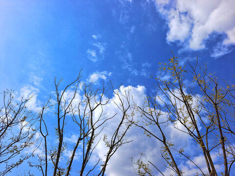 蓝天白云下的树苗