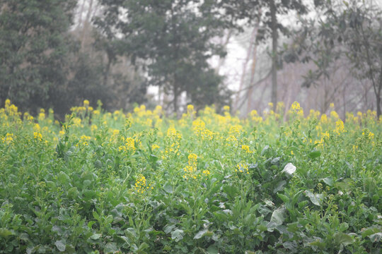 春天油菜花