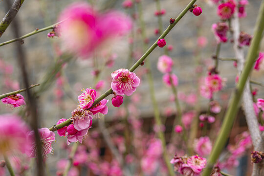 粉色梅花特写