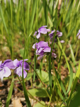 紫花地丁