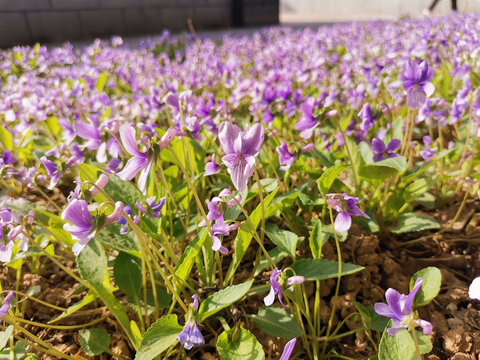 紫花地丁