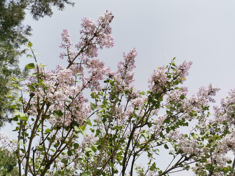 丁香花