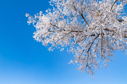 仰拍树枝雾凇落雪