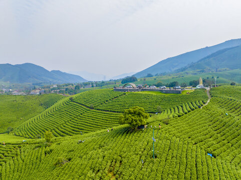 安吉白茶观景台