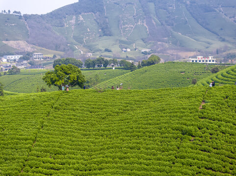 茶山茶园