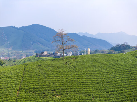 茶山茶园