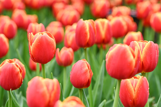 郁金香花海