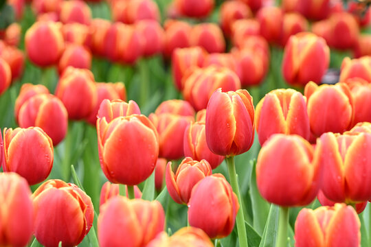 郁金香花海