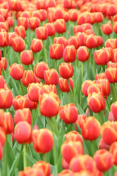 郁金香花海