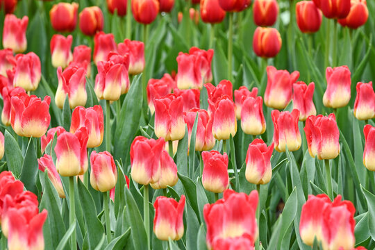 郁金香花海