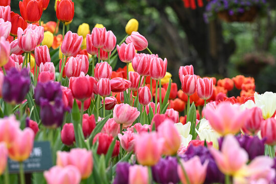 郁金香花海