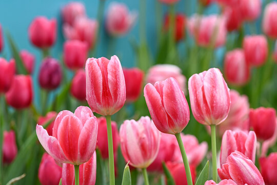 郁金香花海