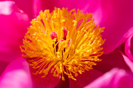 芍药花蕊特写