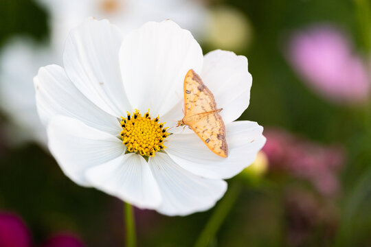白色波斯菊与蝴蝶