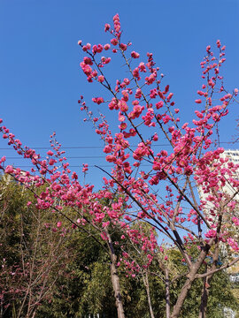 红梅花