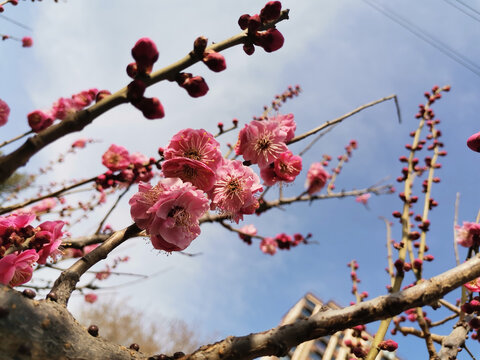 红梅花