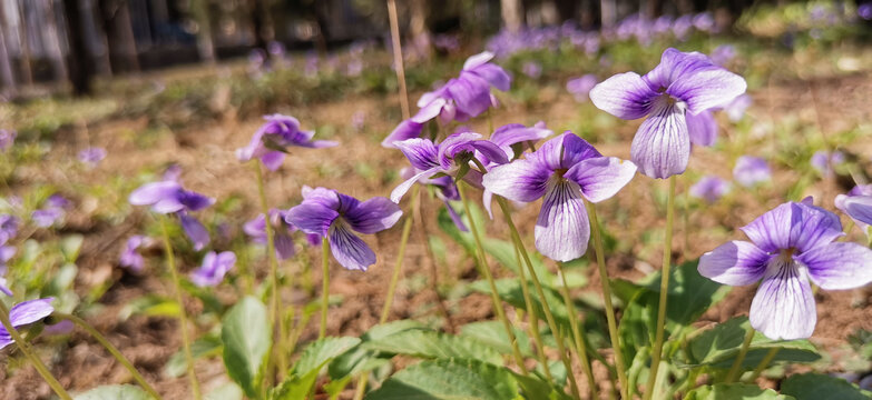 紫花地丁