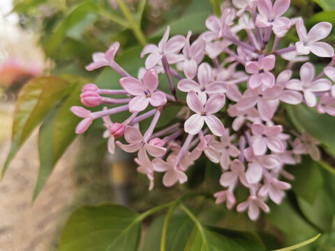 丁香花