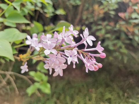 丁香花