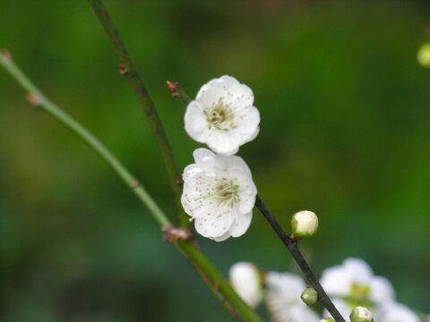 雨花台梅花