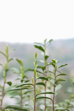 茶叶茶芽茶尖嫩芽茶