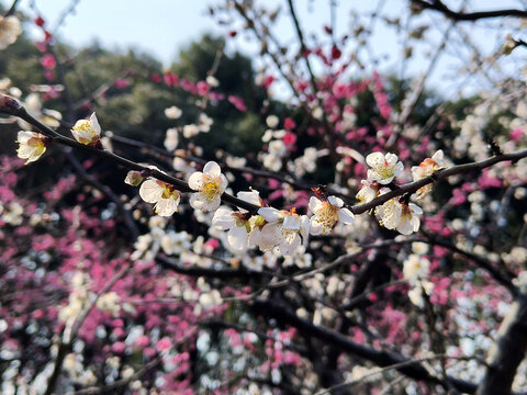 梅花